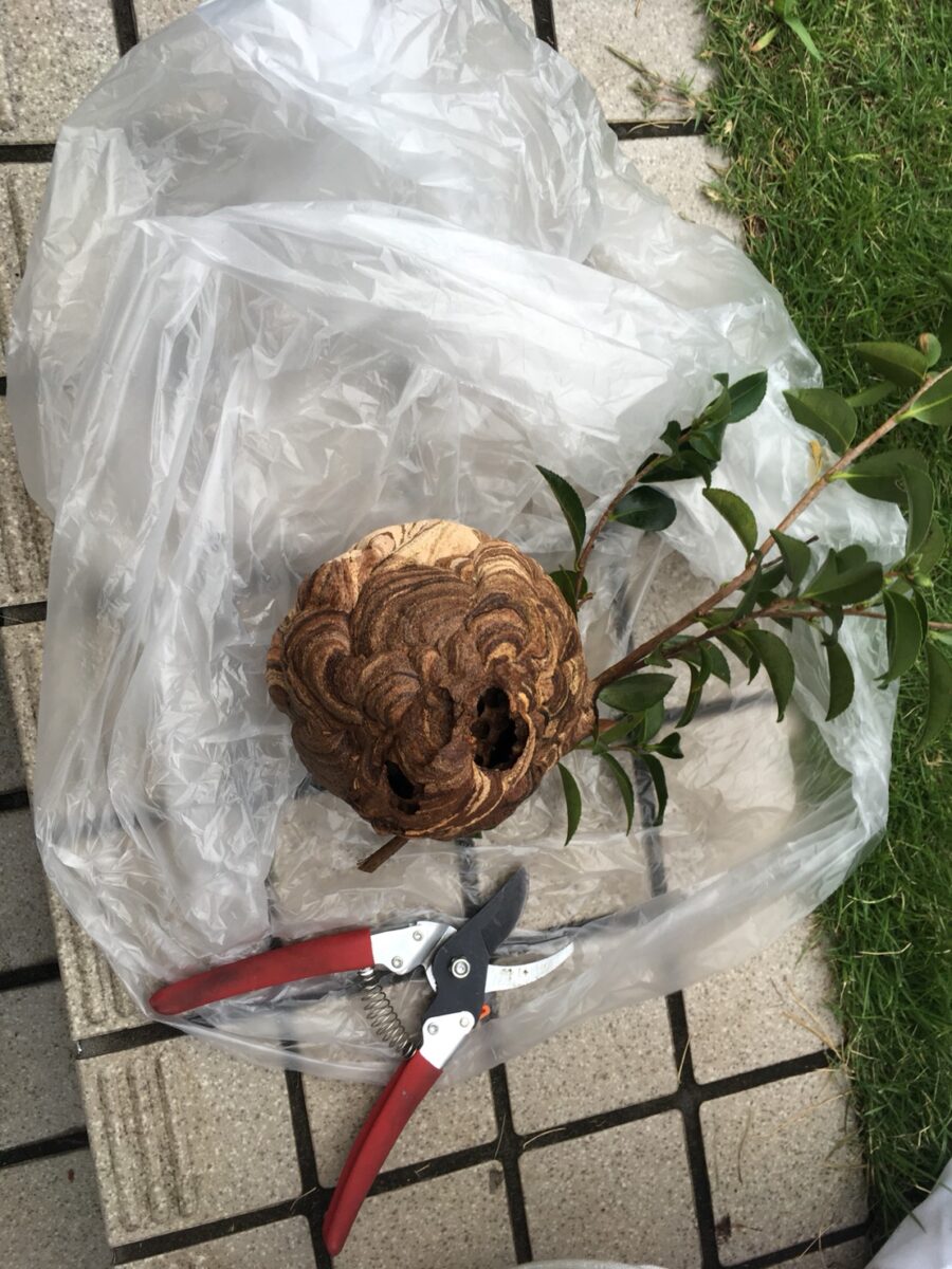 枝とともに撤去して袋の上に置いたハチの巣