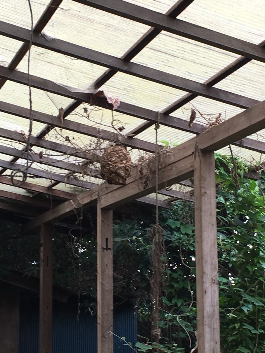 屋外の屋根下に作られたハチの巣