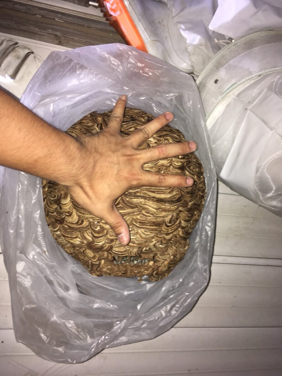 回収した大きなハチの巣と大きさを示す手