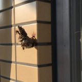 4月はハチの巣作りに注意｜小さい巣でも早めの対策がおすすめです