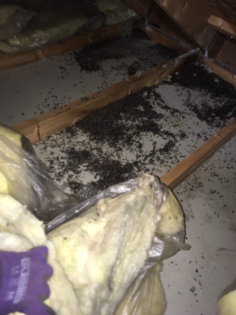 コウモリのフンが堆積した天井裏