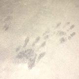 天井裏の物音が続くなら要注意｜5月に増えやすいネズミ・ハクビシン・アライグマ被害