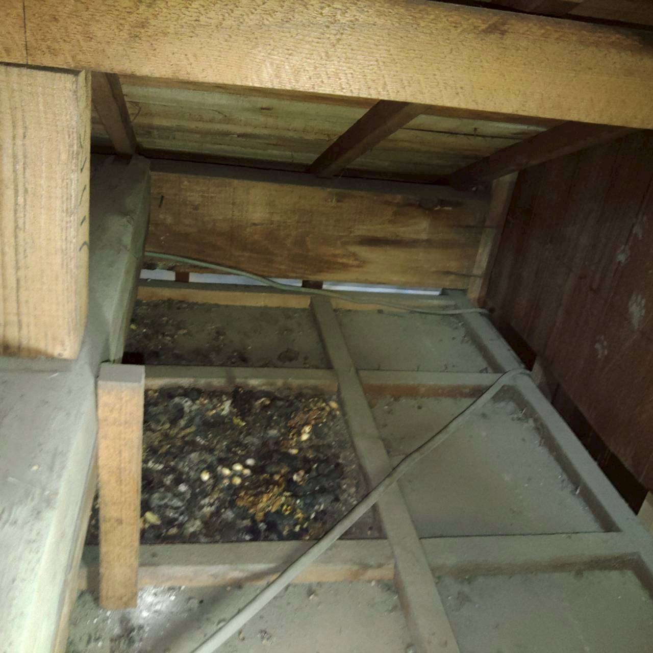 桶川市の害獣駆除:天井裏の一角に集中している害獣のフンなど