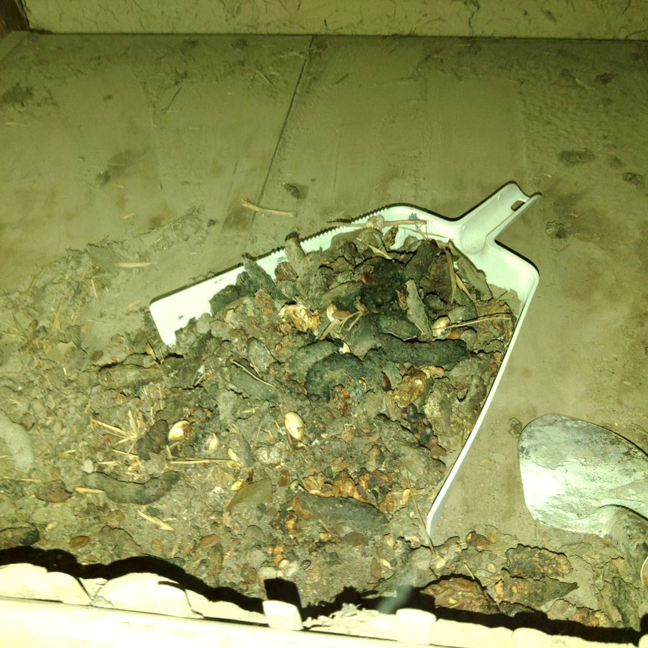 春日部市の害獣駆除：ちり取りで回収する天井裏のフンや汚れ