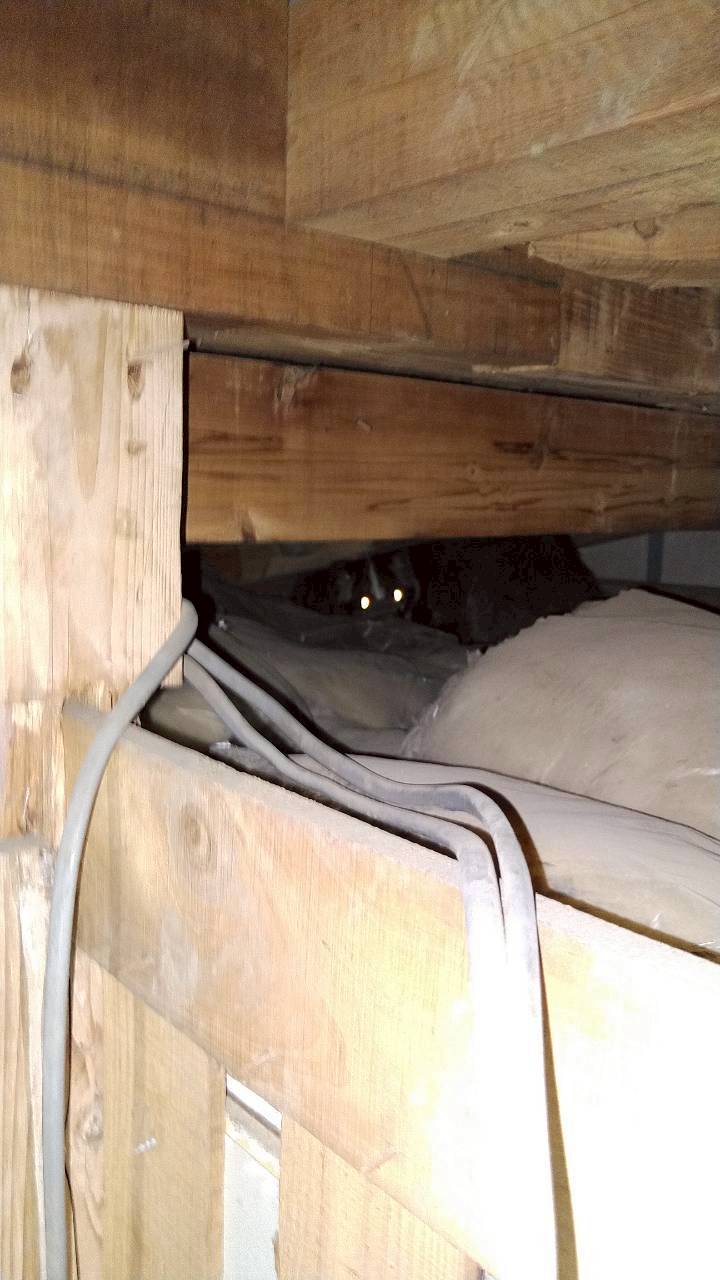 戸田市の害獣駆除:木部の奥の狭い空間に潜む害獣