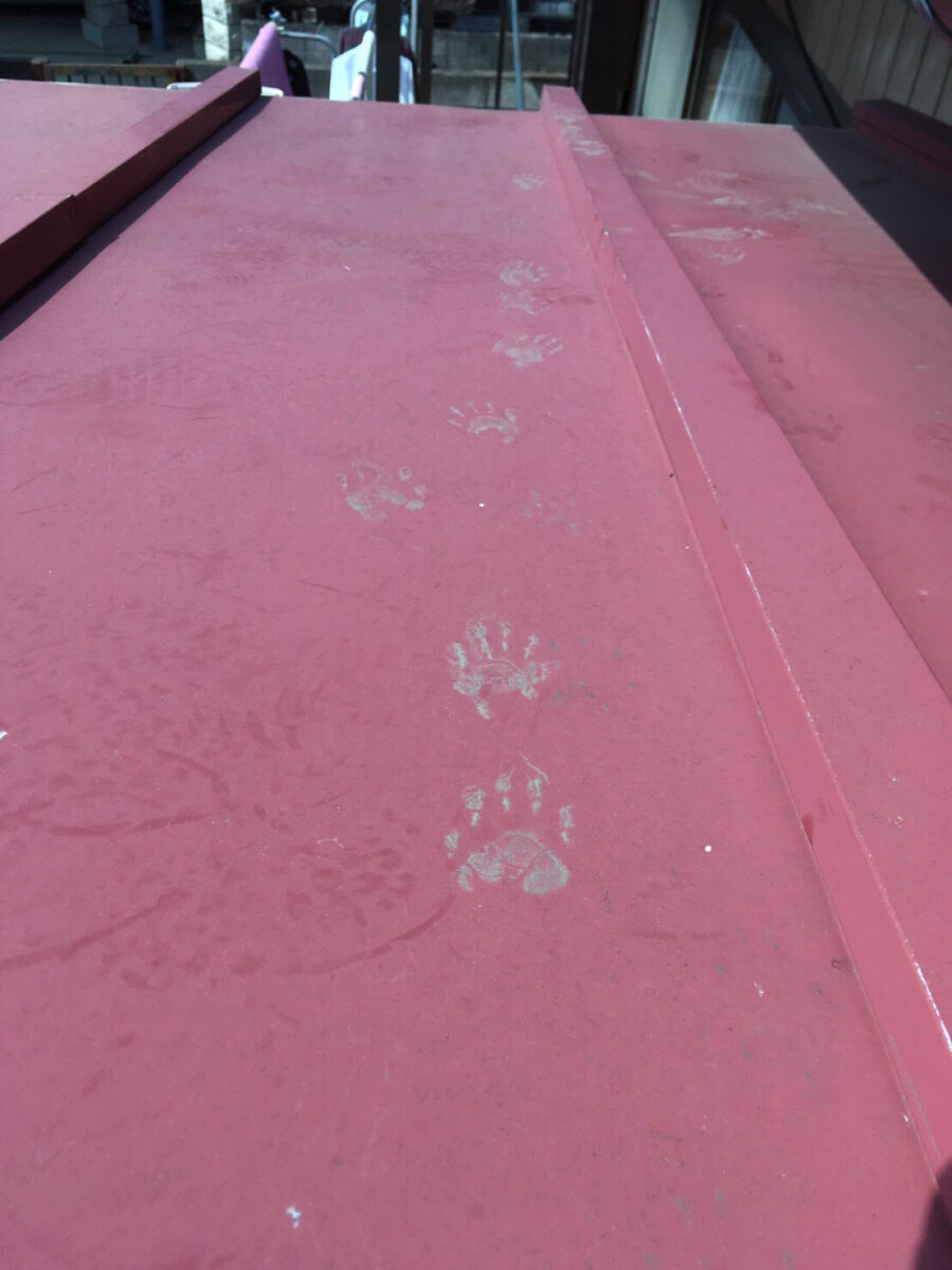 草加市の害獣駆除：金属屋根の上に続く害獣の足跡