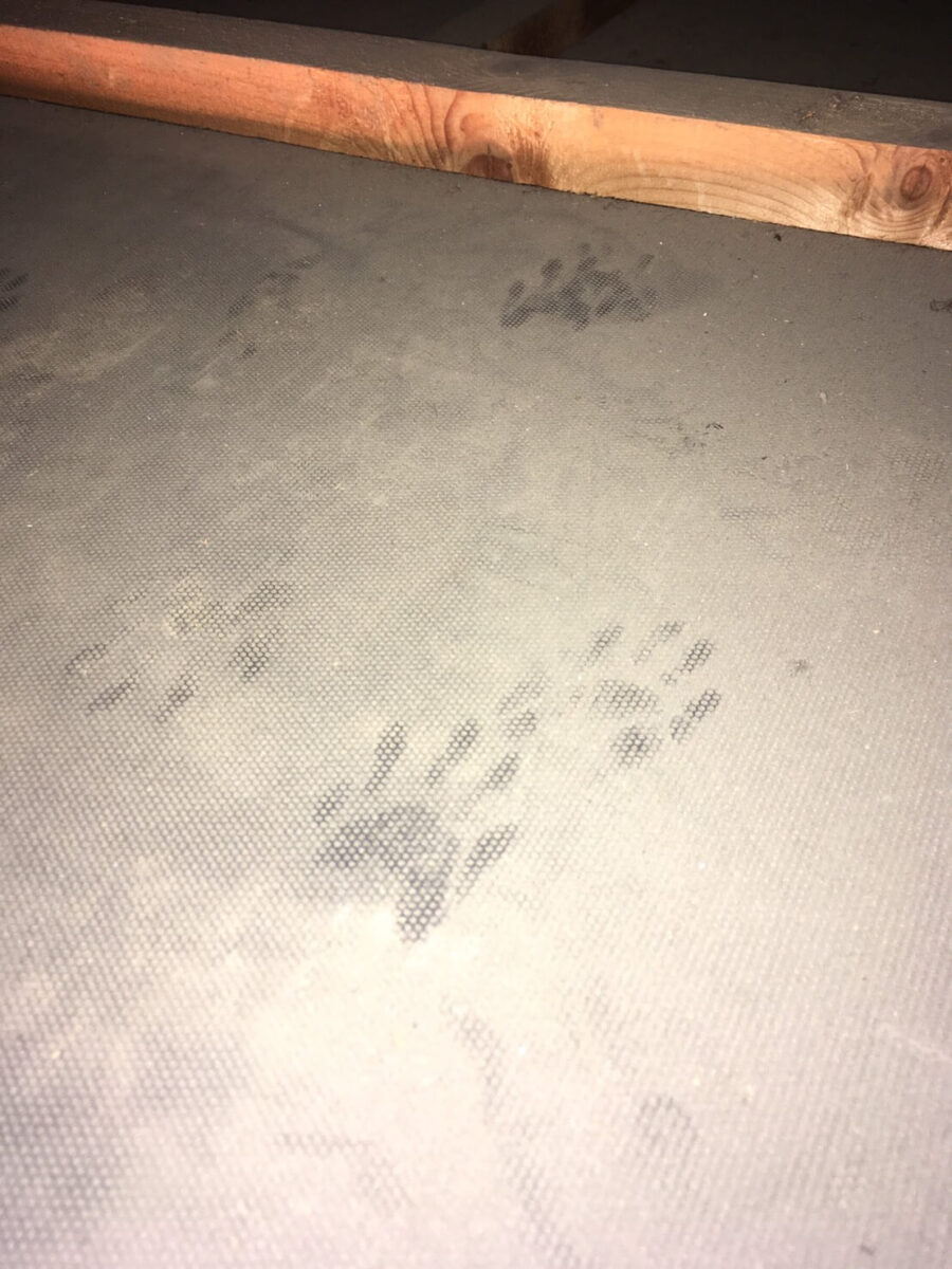 和光市の害獣駆除:複数の足跡が見える面と梁の境目