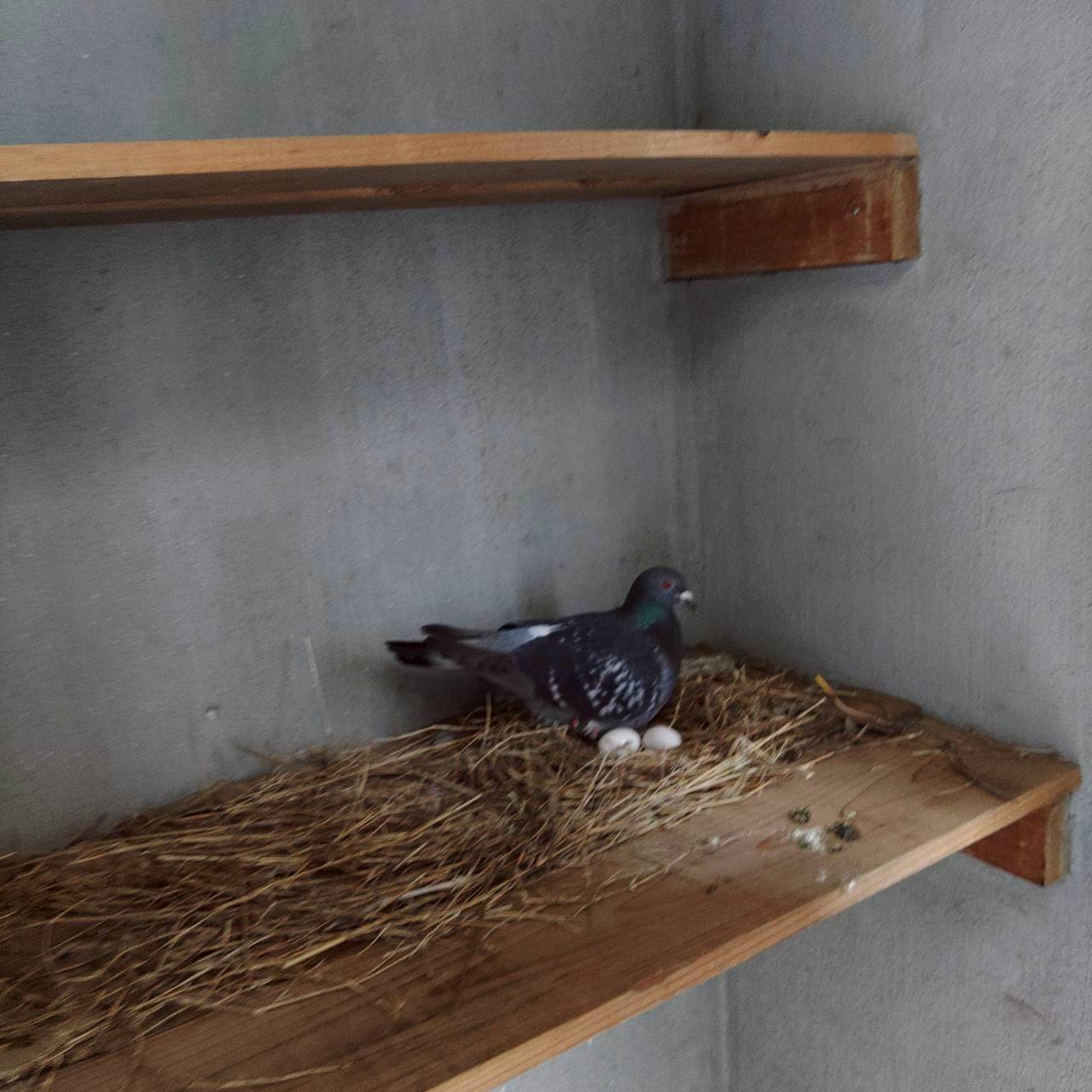 幸手市の鳩駆除:棚状の場所にいる鳩と巣の状況確認