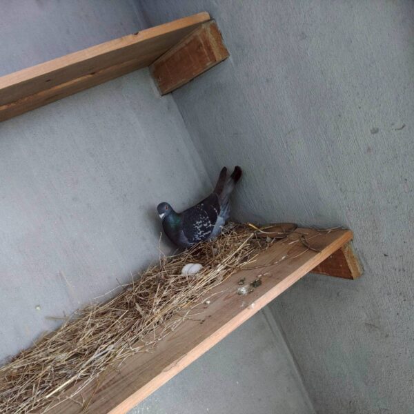 巣を作った鳩と卵の確認例