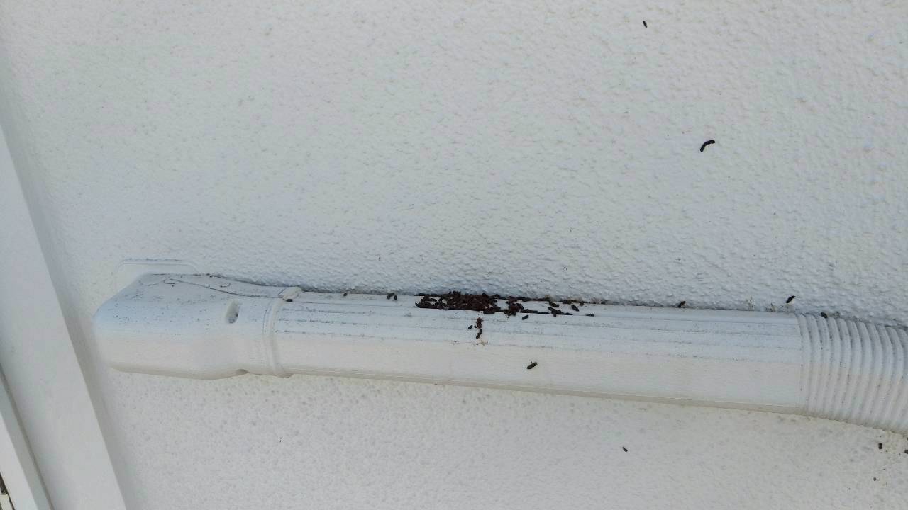 越谷市のコウモリ駆除:配管の上に残ったフンと外壁の確認