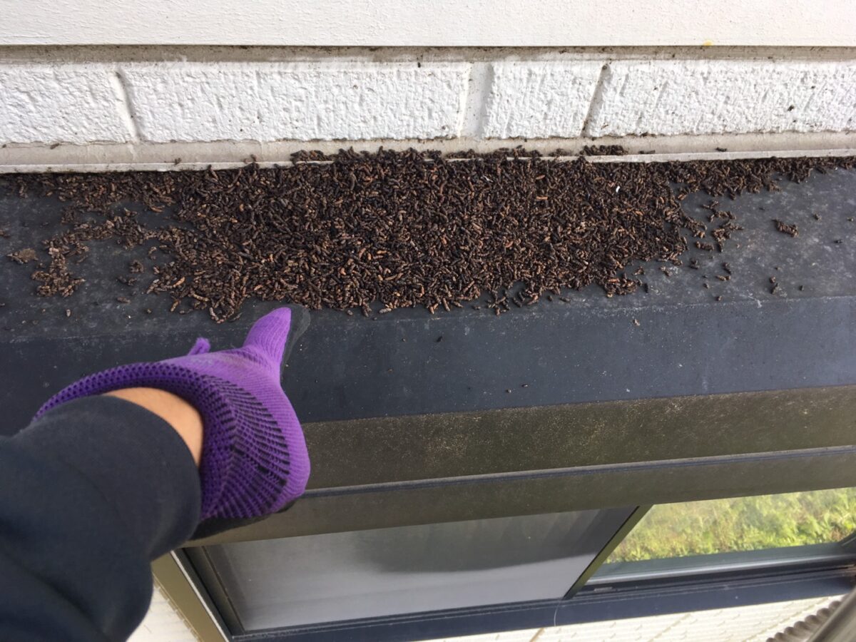 蕨市のコウモリ駆除：出窓の上にたまったフンの範囲確認