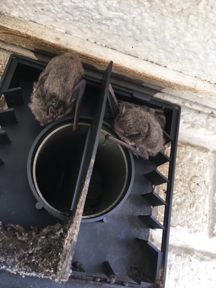 草加市のコウモリ駆除：換気フードの内側にいるコウモリの確認