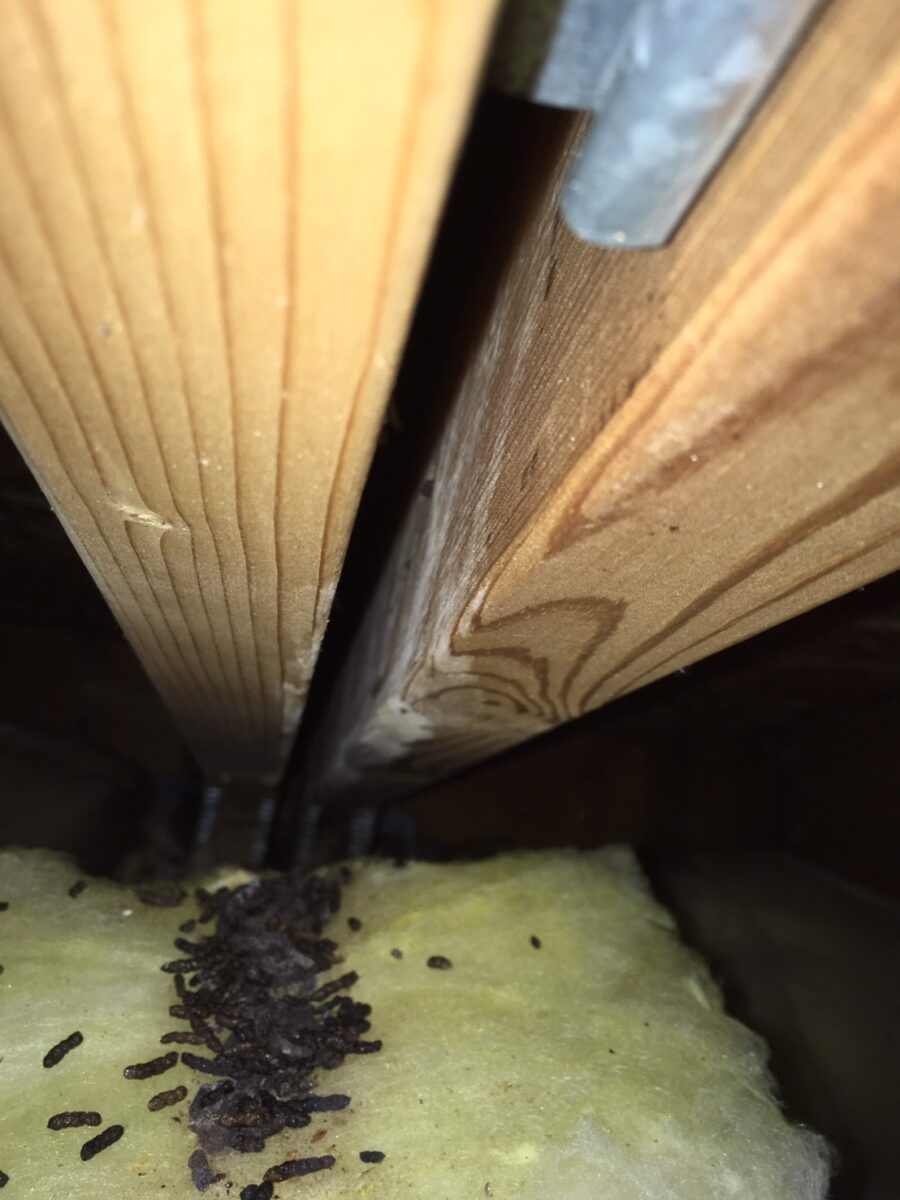 朝霞市のコウモリ駆除:木材の脇と断熱材の上にたまったコウモリのフン