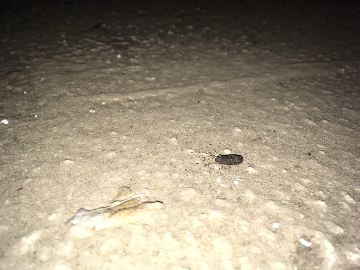 床下に残るネズミのフンを確認