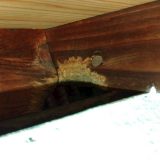 ネズミの侵入口を確認する木部のかじり跡と隙間