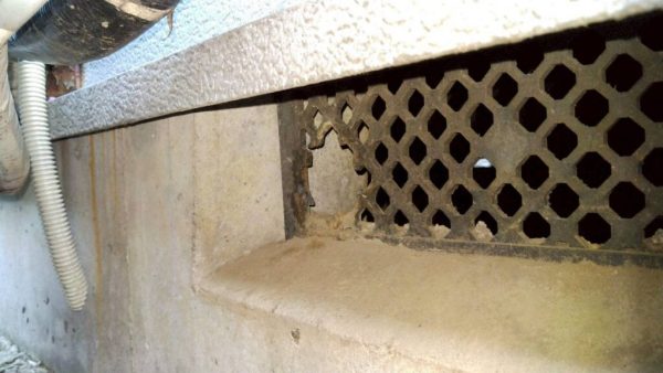 夏にネズミが家へ入り込むことも｜侵入口になりやすい場所と注意点
